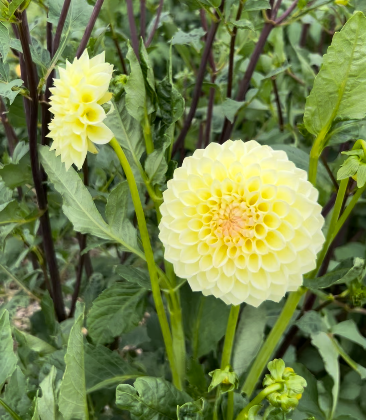 Winholme Diane