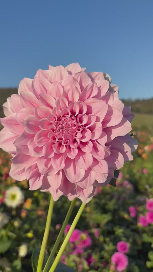 Bec’s unknown pink