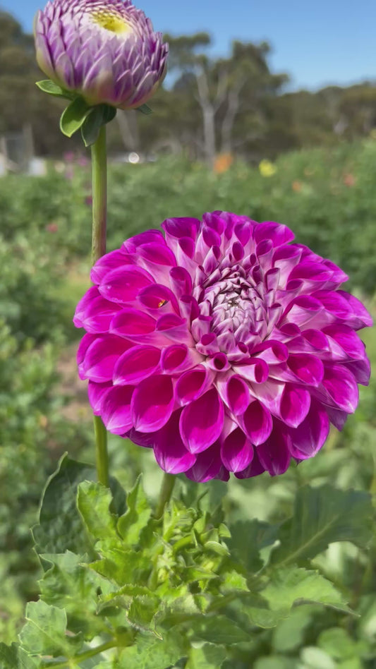 Darbro Violet