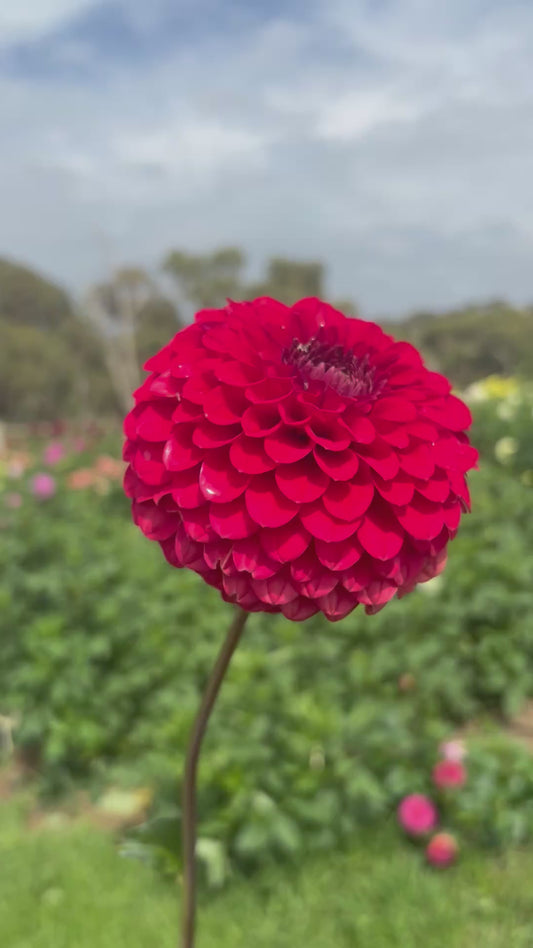 Florelie Vendetta