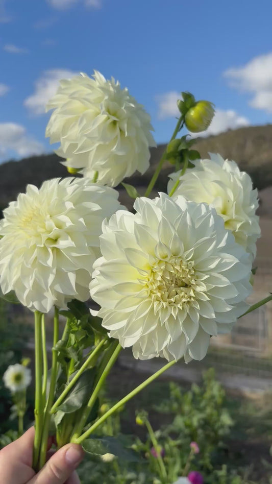 Florelie Whipped Cream